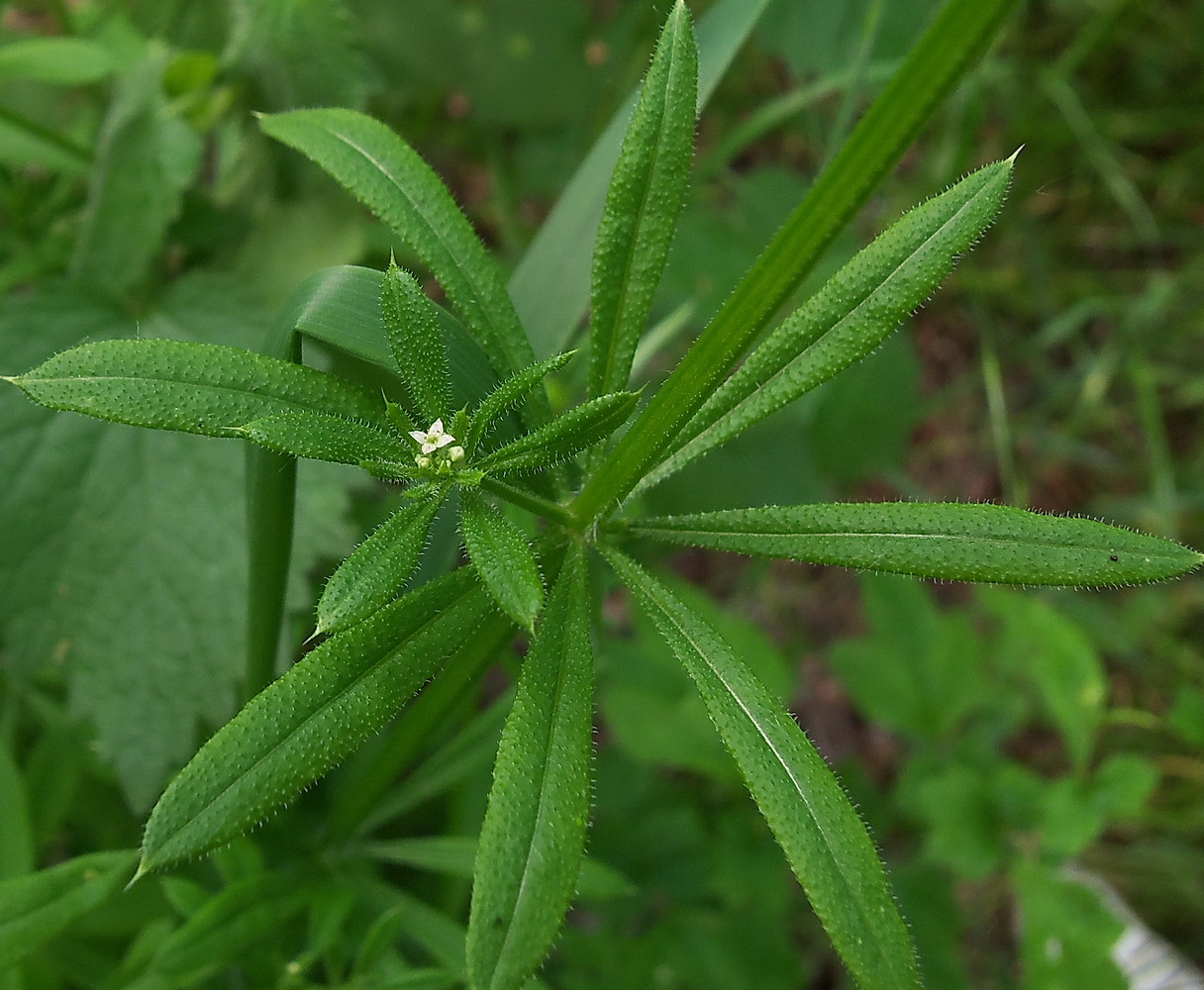 Image of Galium aparine specimen.