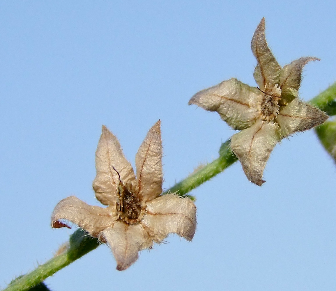 Изображение особи Trichodesma africana.