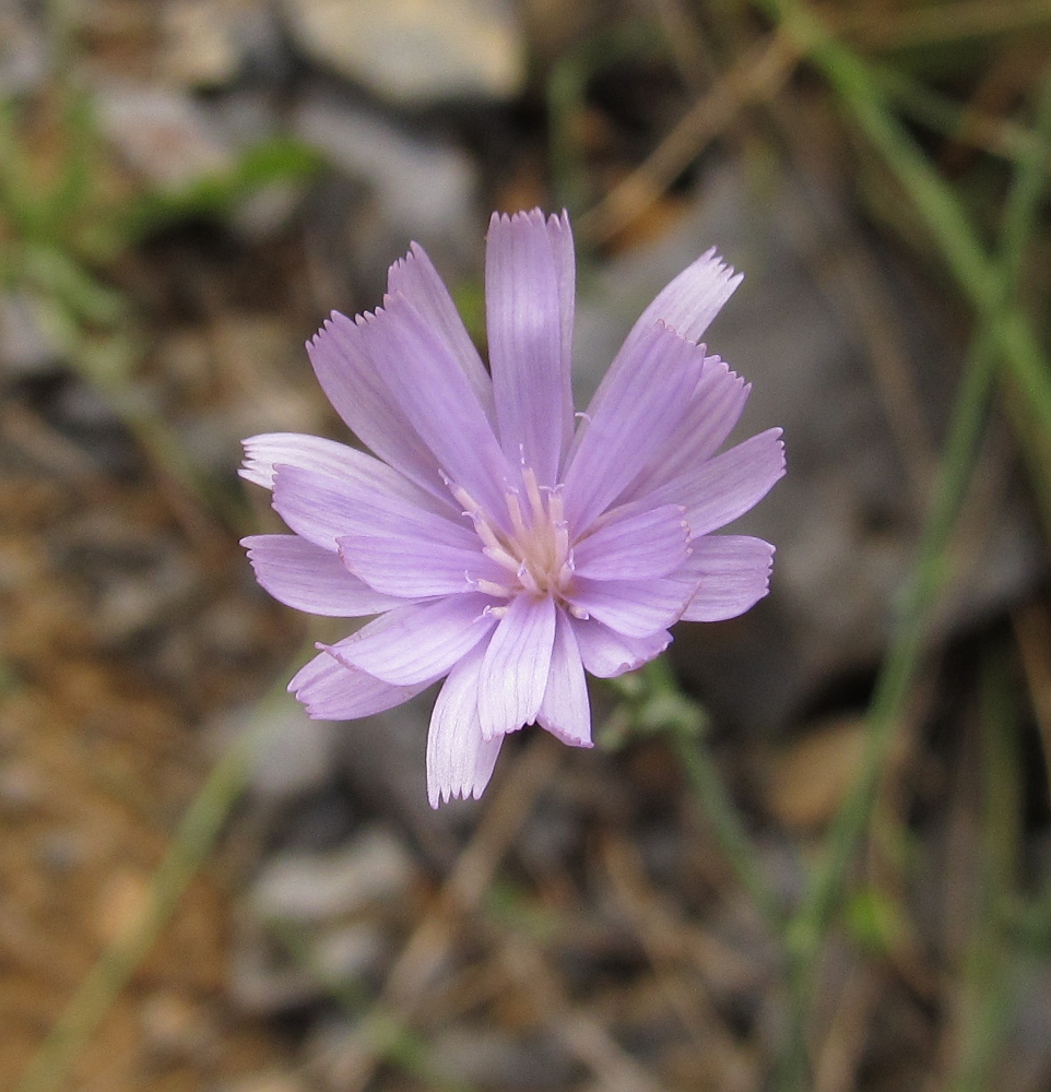 Изображение особи семейство Asteraceae.