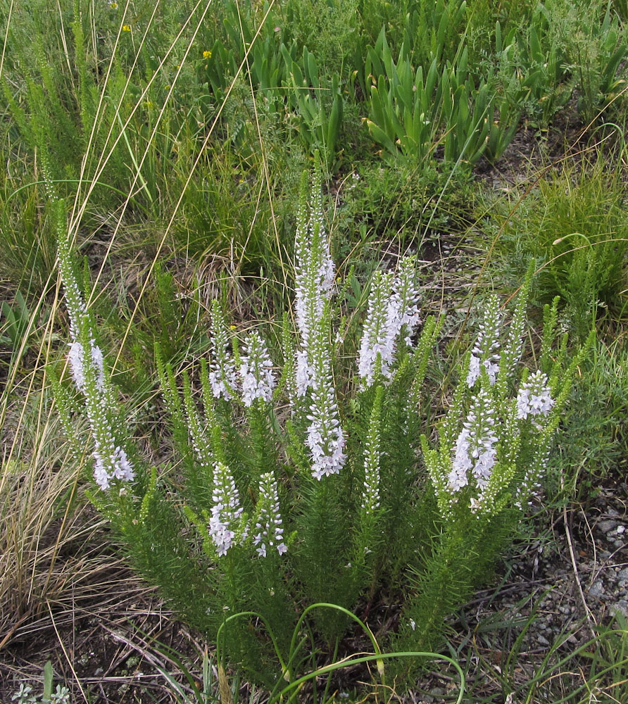 Изображение особи Veronica pinnata.