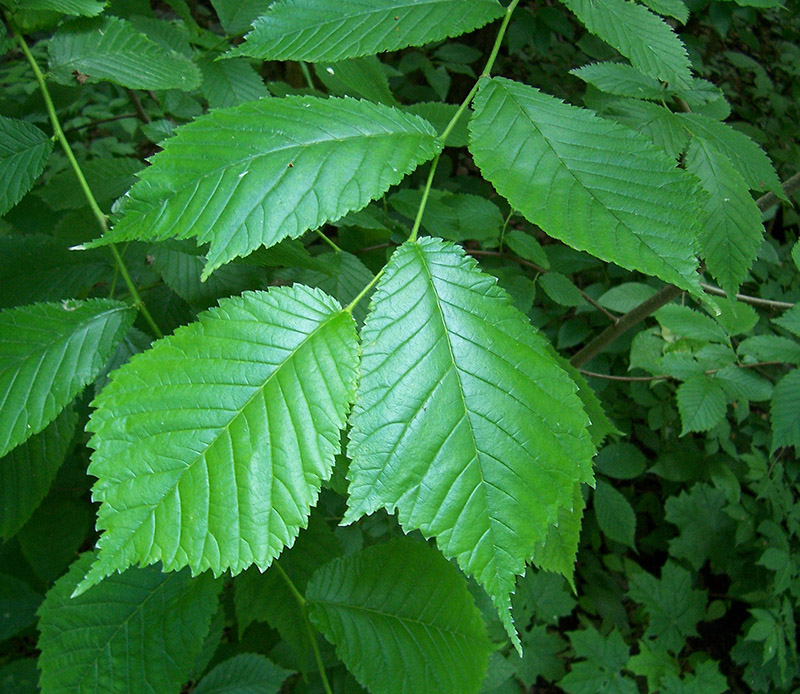 Изображение особи Ulmus glabra.