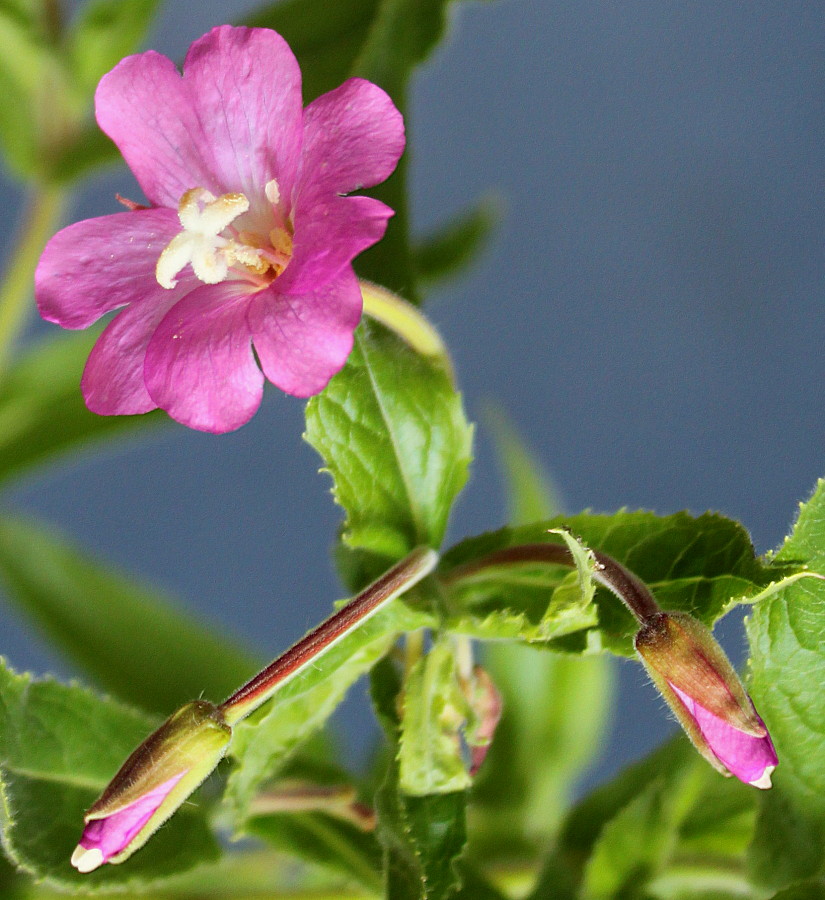 Image of Epilobium hirsutum specimen.