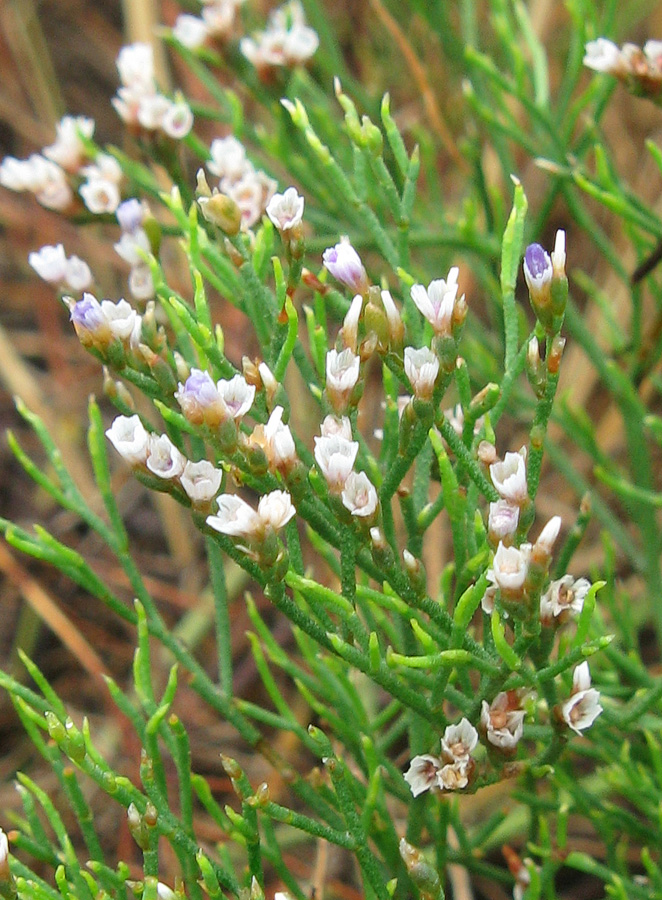 Изображение особи Limonium caspium.