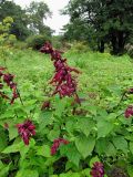 Salvia splendens. Цветущее растение. Владивосток, ботанический сад-институт ДВО РАН. 11 августа 2012 г.