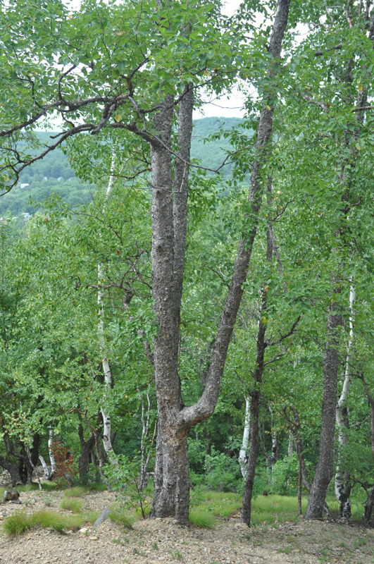 Image of Betula dauurica specimen.