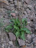 Rumex подвид horizontalis