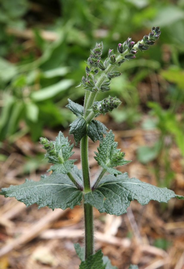 Изображение особи Salvia verbenaca.