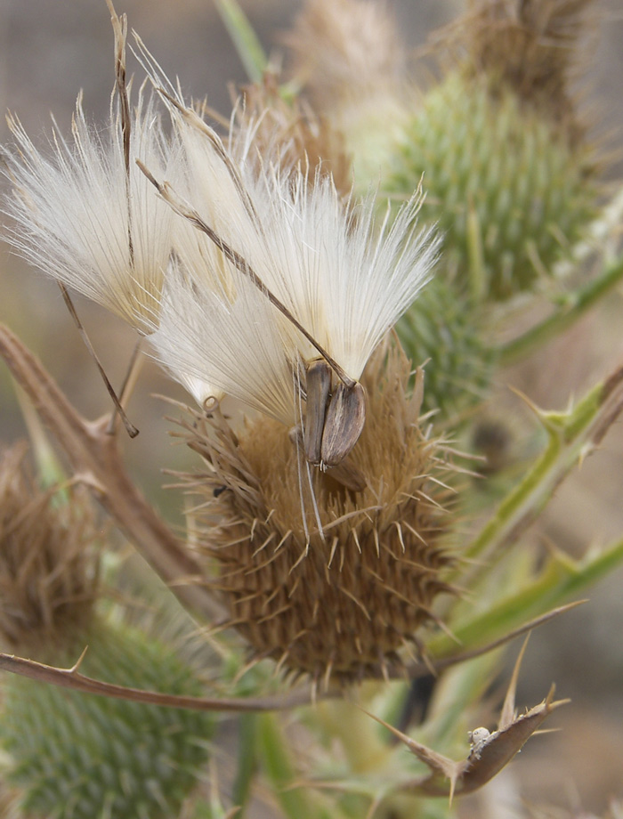 Image of Cirsium rigidum specimen.