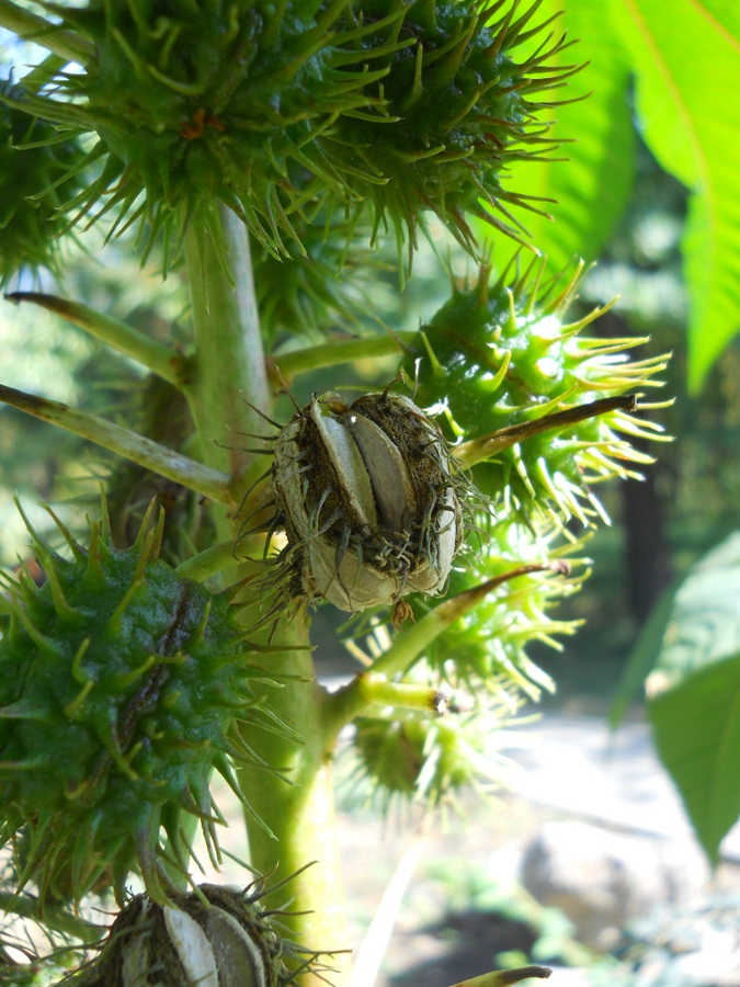 Image of Ricinus communis specimen.