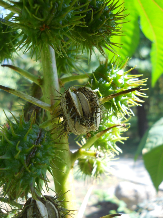 Изображение особи Ricinus communis.