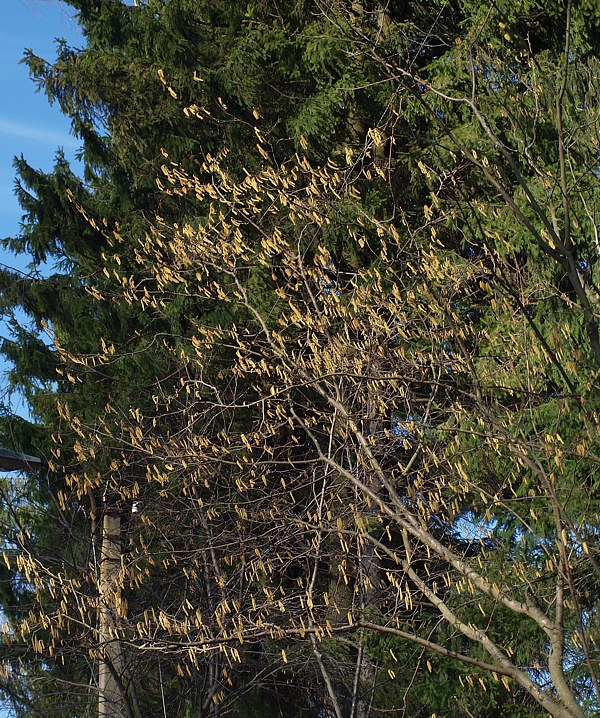 Image of Alnus incana specimen.