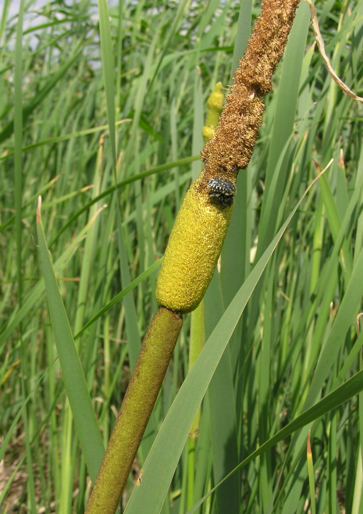 Изображение особи Typha latifolia.