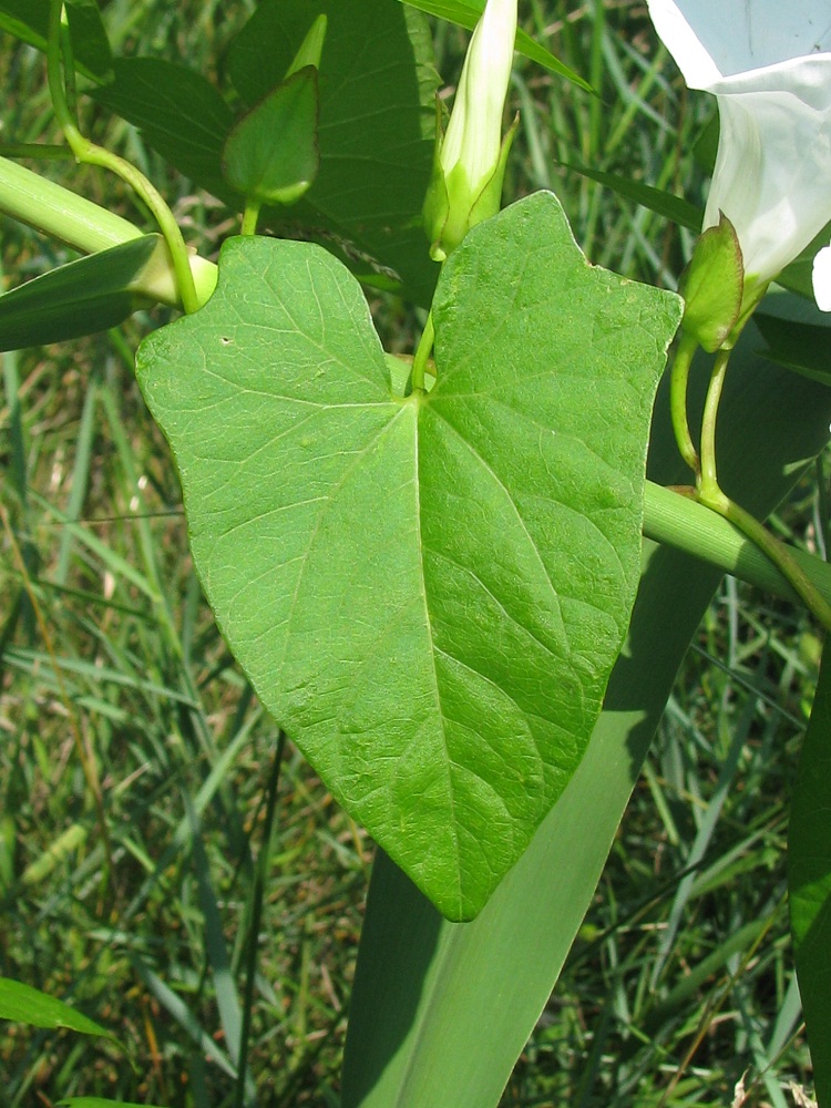 Изображение особи Calystegia sepium.