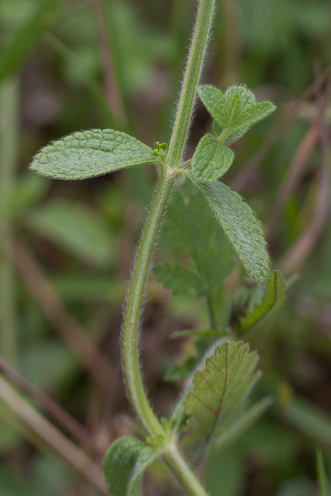 Изображение особи Stachys recta.