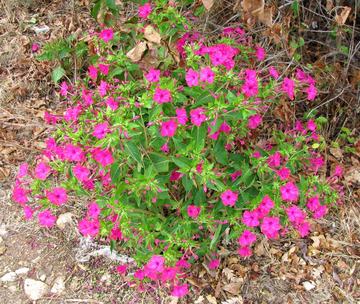 Image of Mirabilis jalapa specimen.