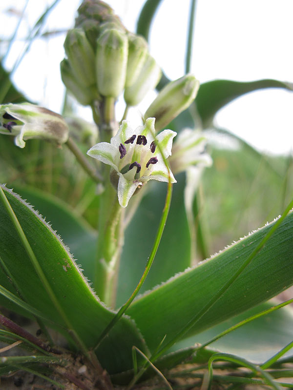 Image of genus Bellevalia specimen.