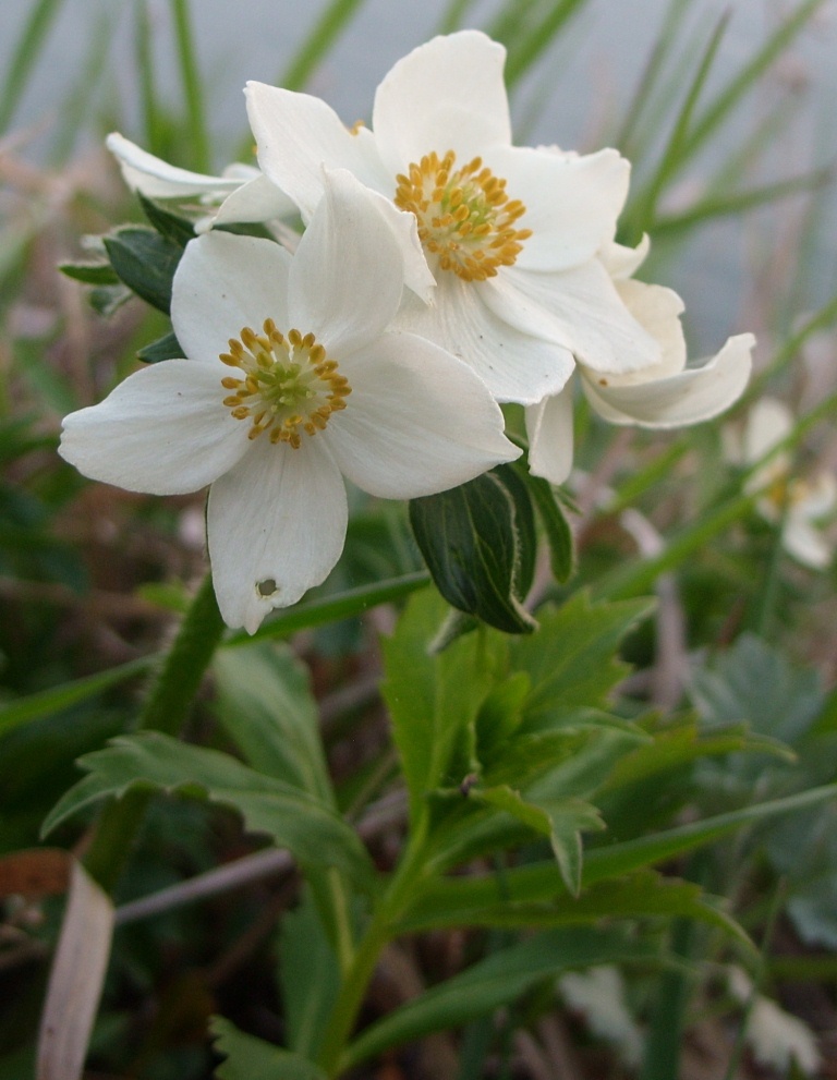 Изображение особи Anemonastrum brevipedunculatum.