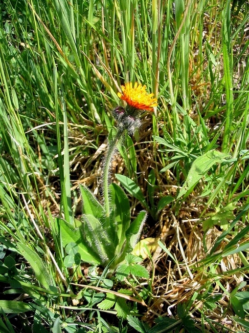 Image of Pilosella aurantiaca specimen.