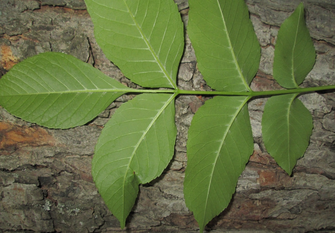 Image of genus Fraxinus specimen.