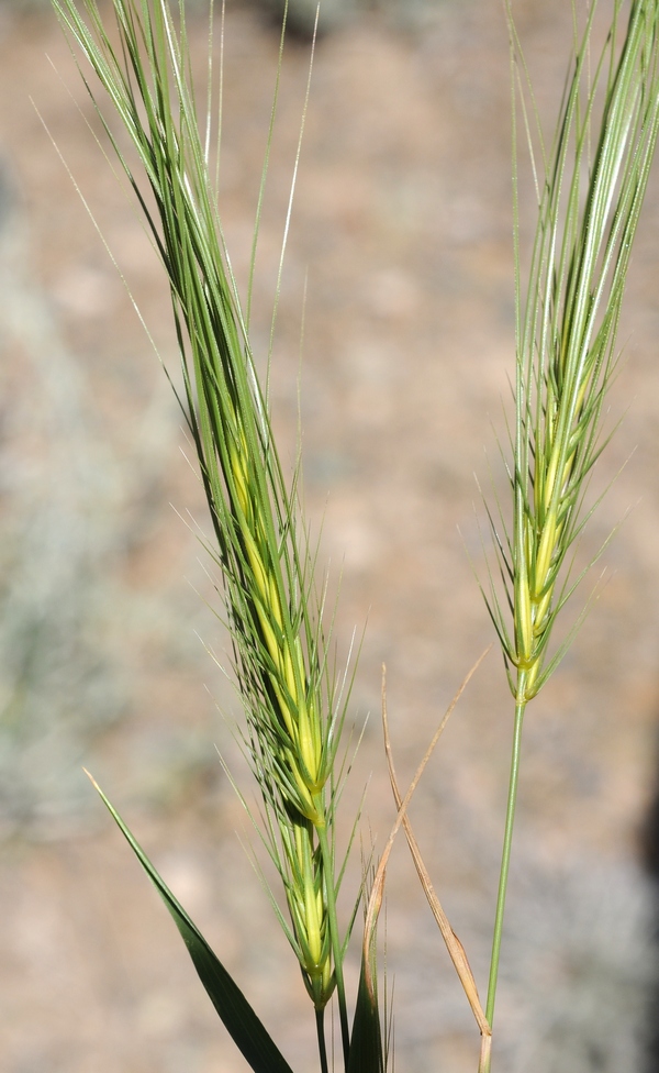 Изображение особи Taeniatherum crinitum.