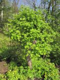 Crataegus sanguinea. Общий вид растения. Владивосток, Ботанический сад-институт ДВО РАН. 22 мая 2013 г.