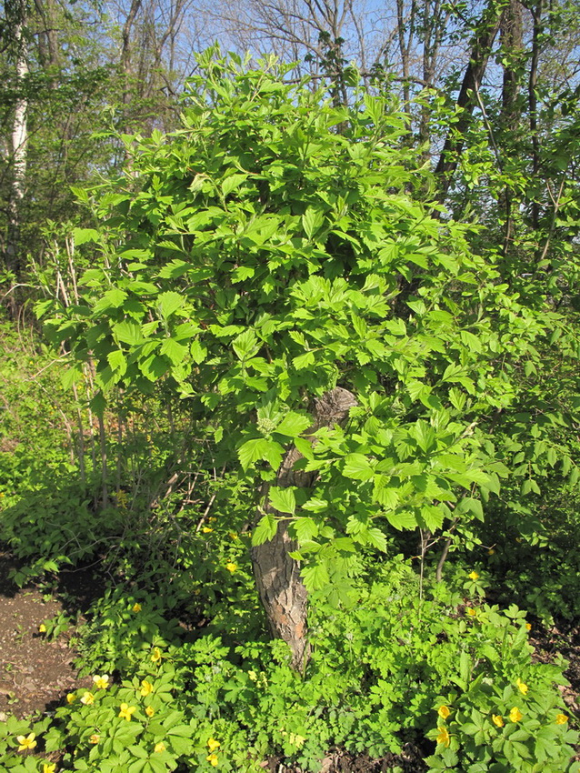 Image of Crataegus sanguinea specimen.