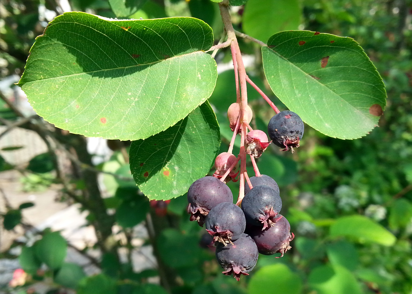 Image of Amelanchier spicata specimen.