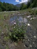 Cardamine seidlitziana