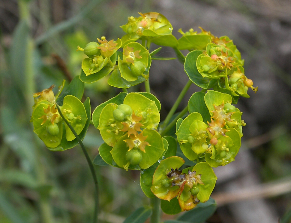 Image of Euphorbia boissieriana specimen.