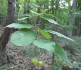 Euonymus latifolius