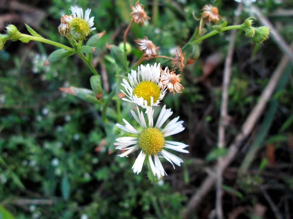 Изображение особи Erigeron annuus.