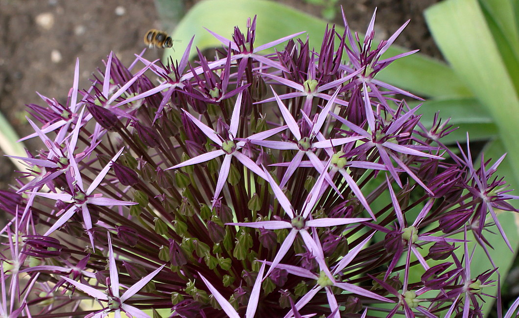 Image of Allium cristophii specimen.