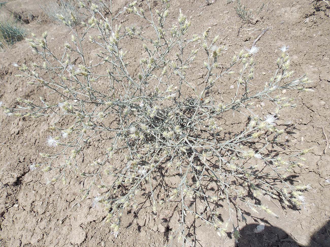 Image of Centaurea diffusa specimen.