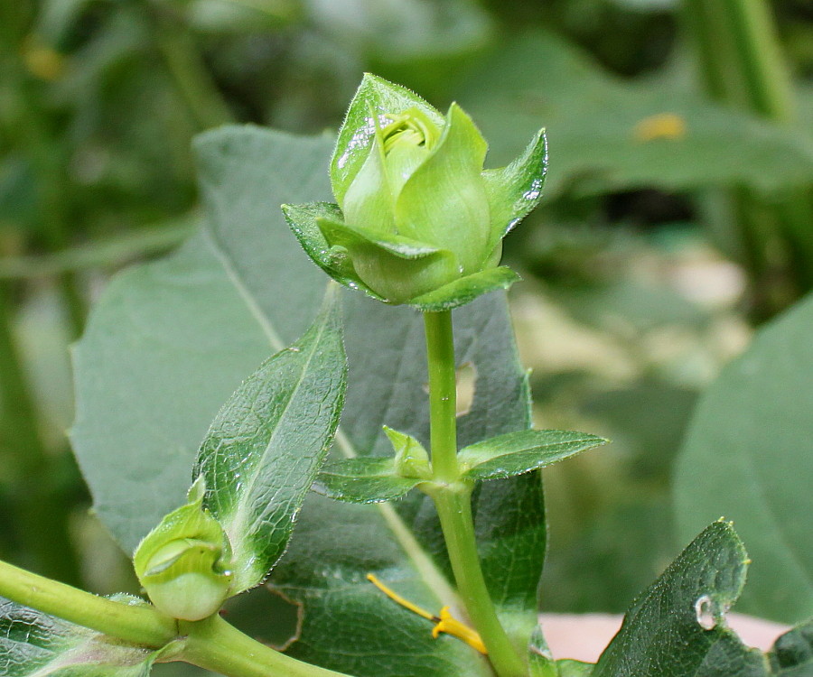 Image of Silphium perfoliatum specimen.