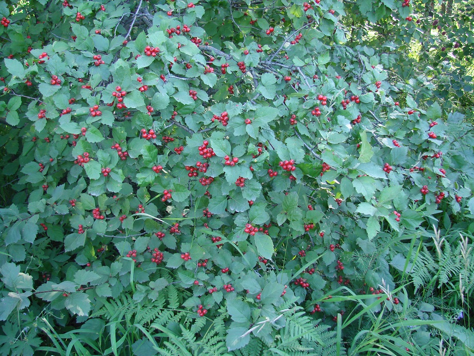 Image of Crataegus sanguinea specimen.