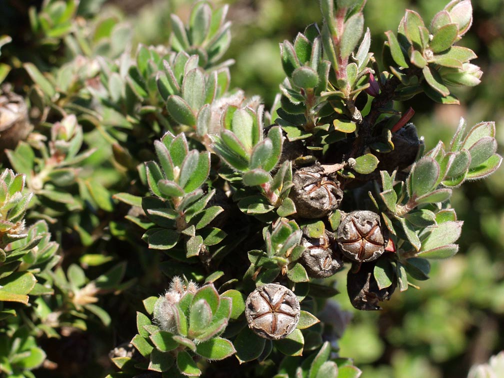 Image of Leptospermum lanigerum specimen.