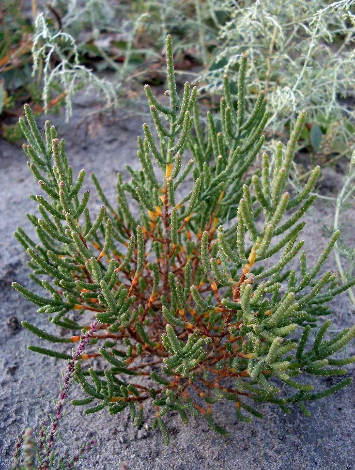 Изображение особи Salicornia perennans.