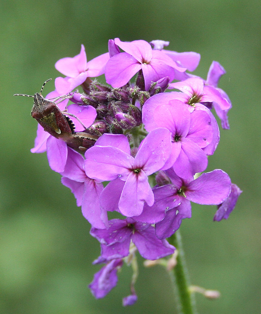 Image of Hesperis sibirica specimen.