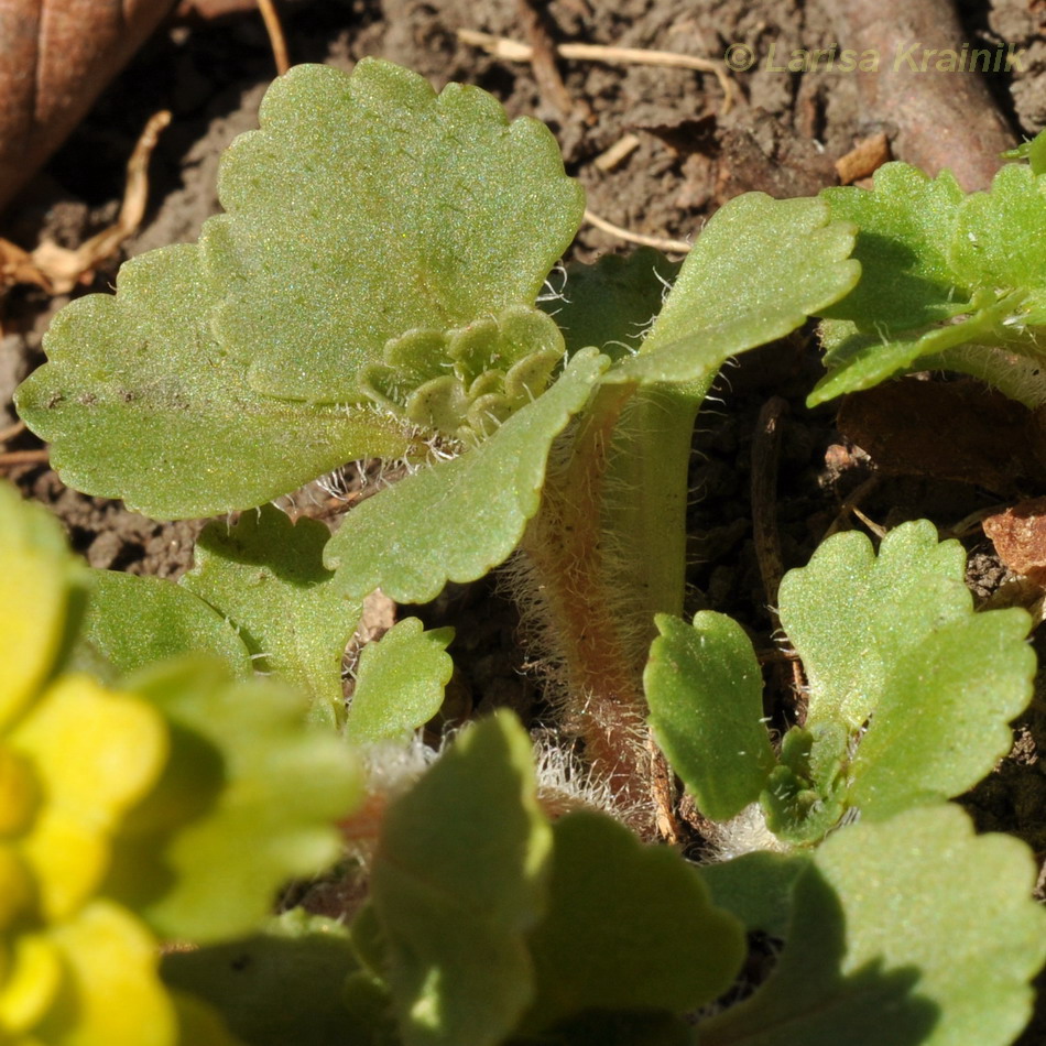 Image of Chrysosplenium pilosum specimen.