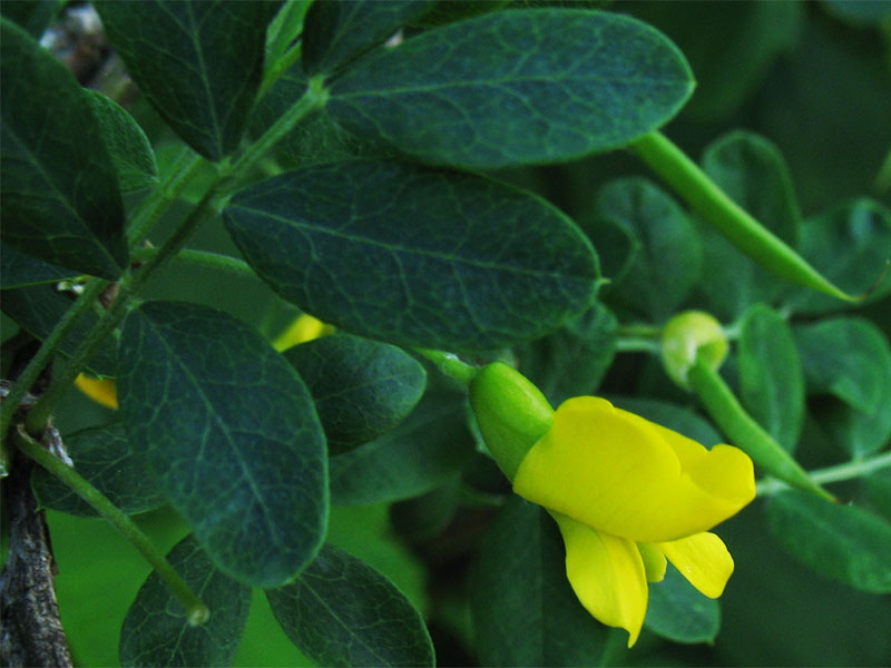 Изображение особи Caragana arborescens.