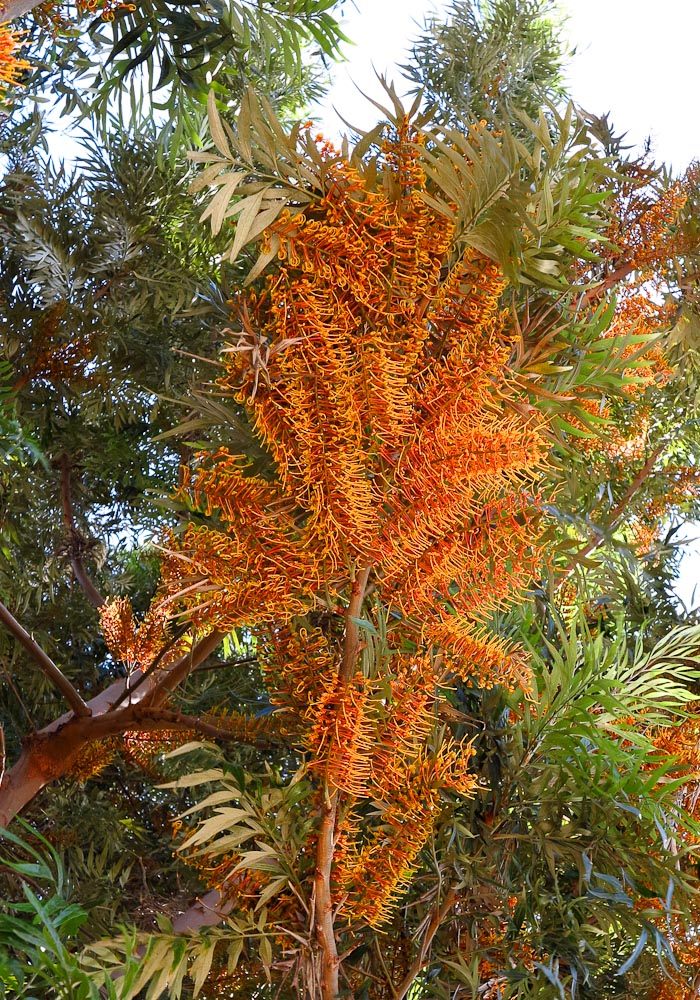 Image of Grevillea robusta specimen.