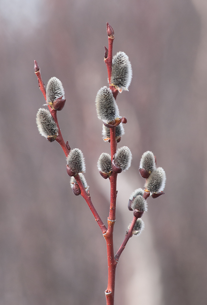 Image of genus Salix specimen.