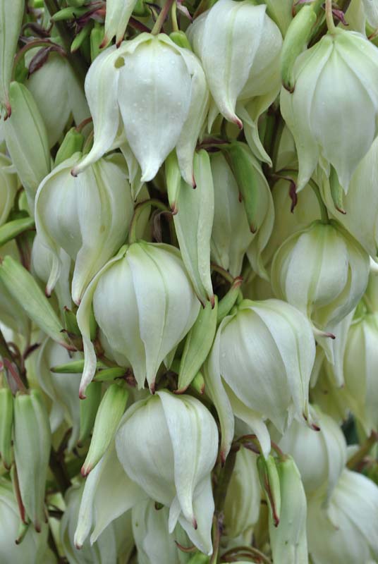 Image of Yucca gloriosa specimen.