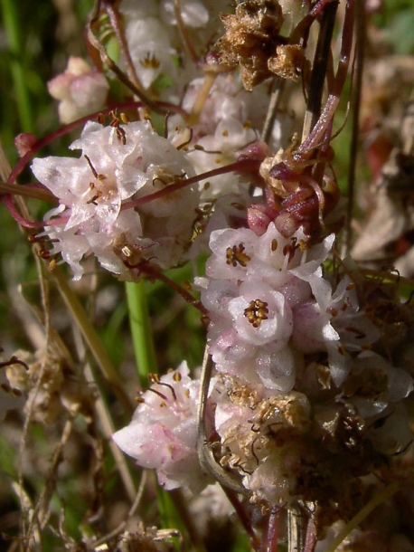 Image of Cuscuta epithymum specimen.