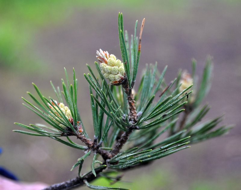 Изображение особи Pinus sylvestris.