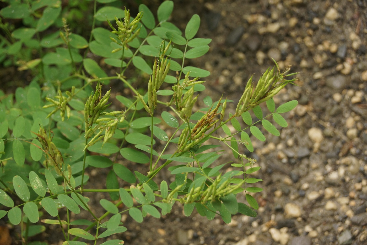 Изображение особи Galega officinalis.