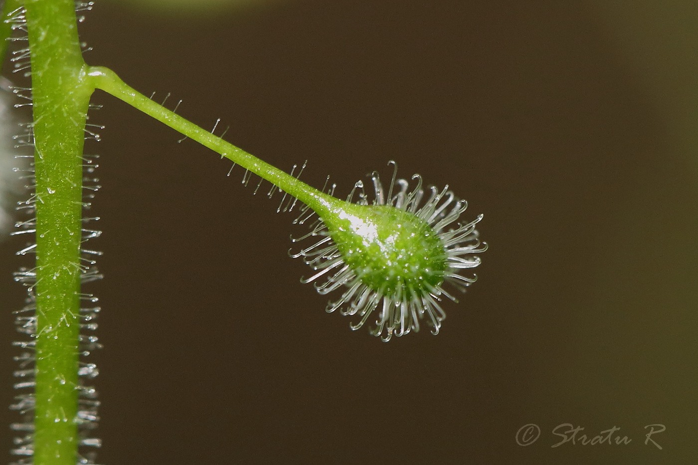 Image of Circaea lutetiana specimen.