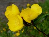 Oenothera perennis. Верхушка побега с соцветием. Германия, г. Дюссельдорф, Ботанический сад университета. 02.06.2014.