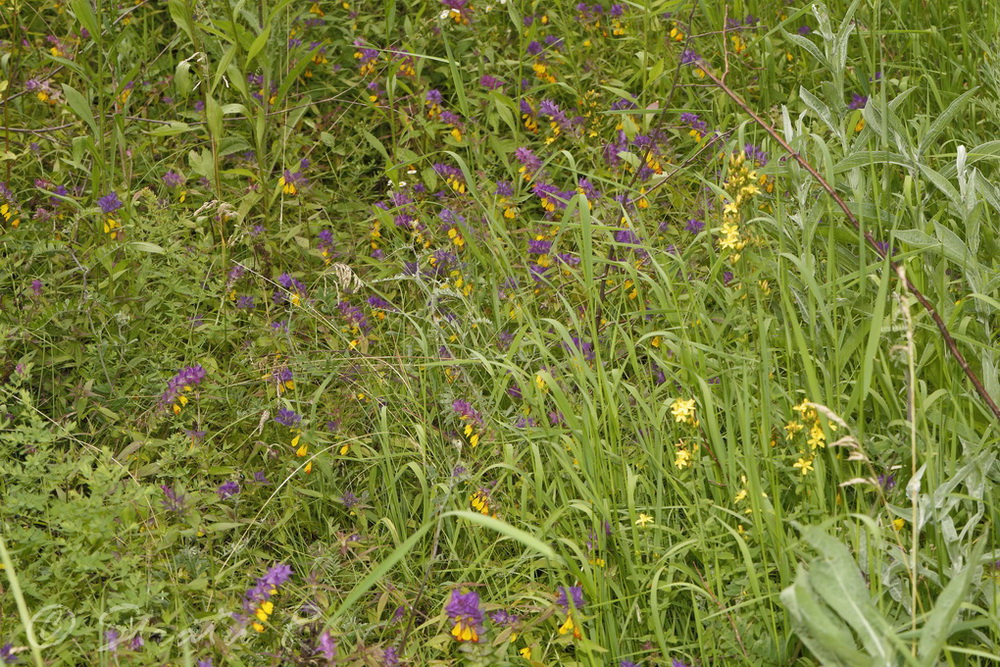 Image of Melampyrum nemorosum specimen.