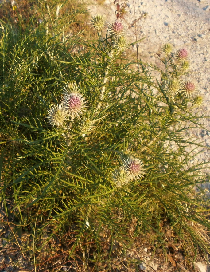 Image of Lamyra echinocephala specimen.